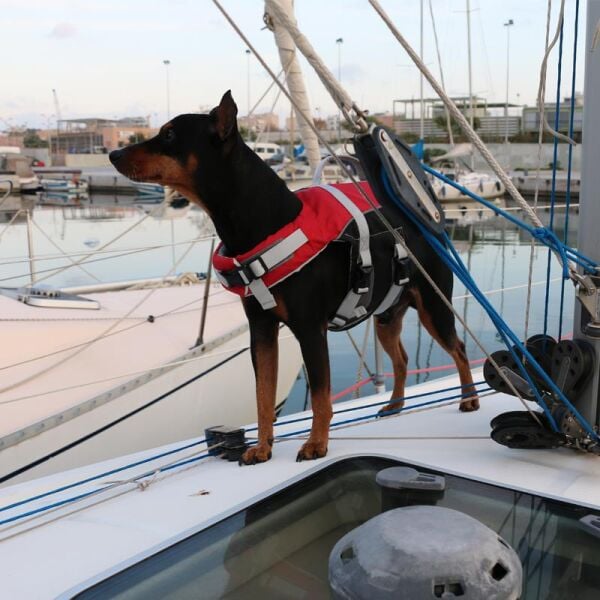 COMFY KÖPEK CAN YELEĞİ , 40-80kg, XL,KIRMIZI
